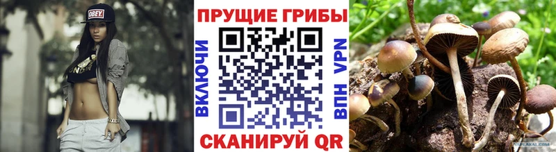 цены Тулун Псилоцибиновые грибы Psilocybe
